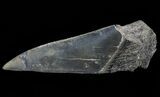 Serrated, Fossil Megalodon Tooth Paper Weight #66217-1